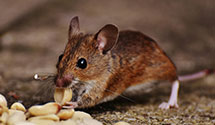 24 Hour & Emergency Exterminators in St Michael, ND